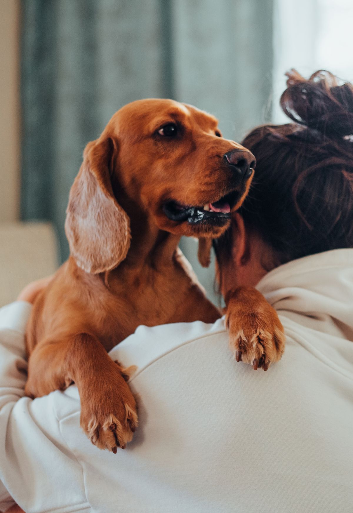 Amor incondicional entre pet e tutor