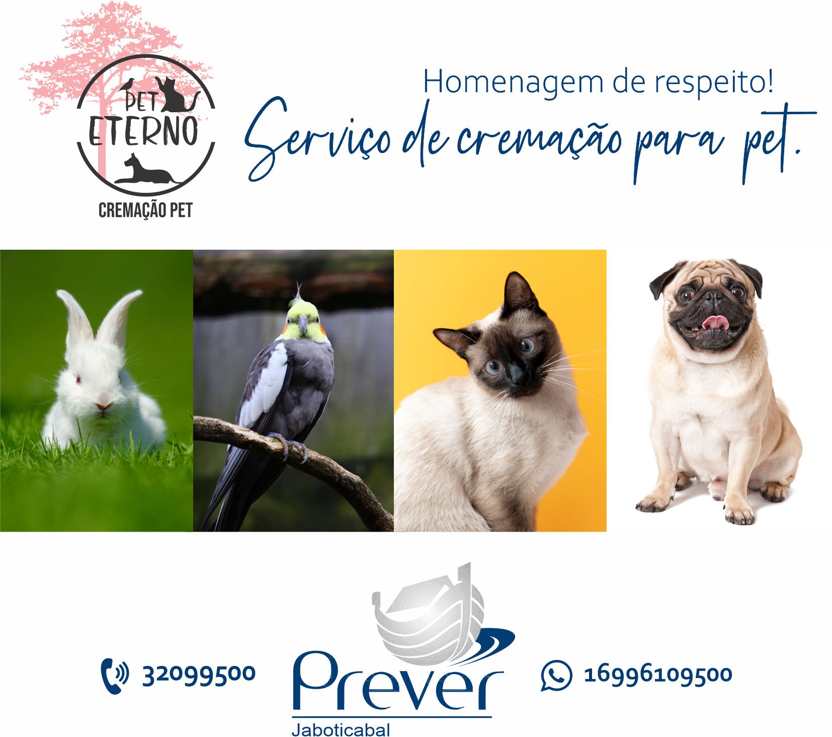 Cremação para pet é serviço especial